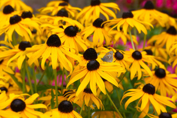 Small Heath butterfly (Coenonympha pamphilus) sitting on a yellow rudbeckia hirta flower in Zurich, Switzerland