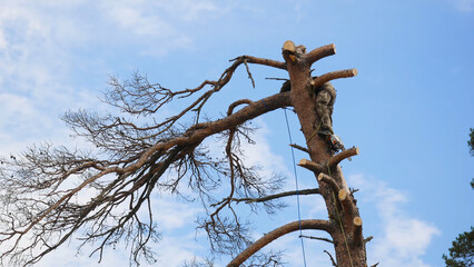 He is using a chainsaw and he is walking on a trunk. Man in a tree sawing him with a chainsaw