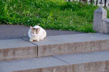 a street cat in the city sits near the lawn