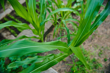 Top view of young corn sprouts grow in rows in the open field. Selective focus. Agricultural crops in the eco farm