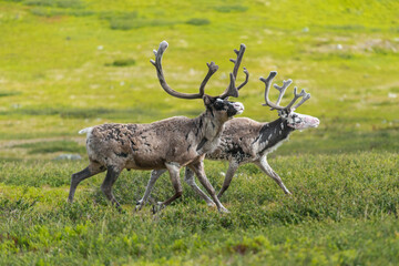 Naklejka na ściany i meble Reindeers - Rangifer tarandus, walking on grass in Sonfjället National Park in Sweden.