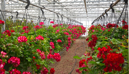 Bromeliad flower and Orchid nursery farm ornamental and flower green plant growing and hanging in the garden greenhouse under roof