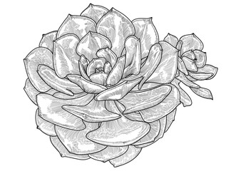 Pair of succulents botanical hand drawing linear vector illustration
