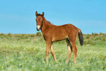 Fototapeta premium A foal grazing in a summer meadow
