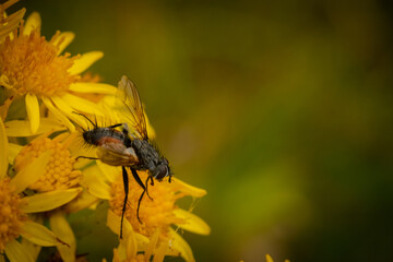 A close up shot with intentianal blurred background of a fly on a pretty cluster of yellow flowers called St Johns Wort