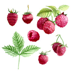 Botanical watercolor illustration of red raspberry.