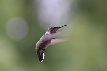hummingbird in flight