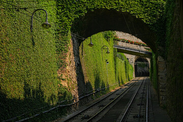 Tory kolejowe w zielonym tunelu