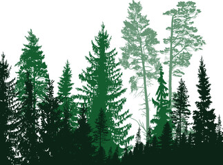 high firs and pines green forest on white