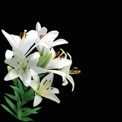 Obraz premium pure white lilies branch isolated on black