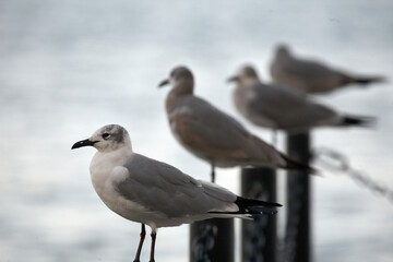 Lookouts in a row