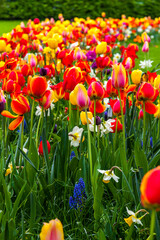 Obraz premium Rows of colourful blooming tulips in the Champ de Mars (Field of Mars), public park in Colmar city, Alsace region, France. Springtime view