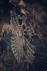 drops of water on spider web in morning light