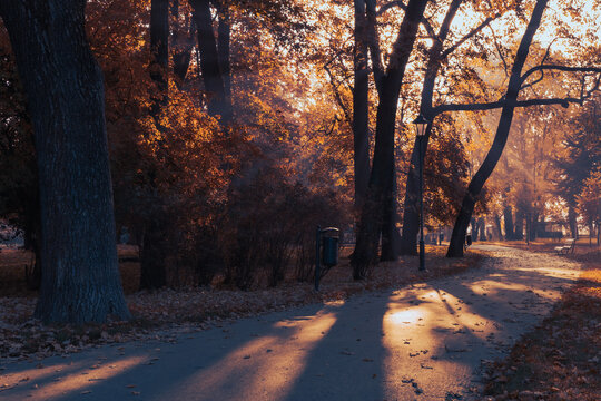 Golden morning light in the park. Autumnal, misty climate.