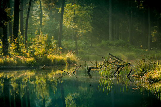 Morning sun rays in the forest by the lake