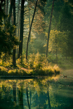 morning sun rays in the forest by the lake