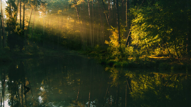 morning sun rays in the forest by the lake