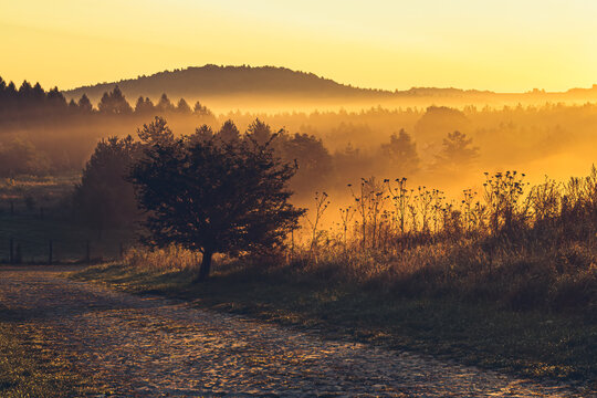 Foggy morning and  golden light in the valley. 