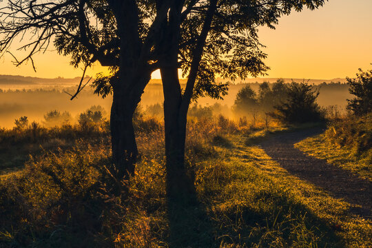 Foggy morning and  golden light in the valley. 