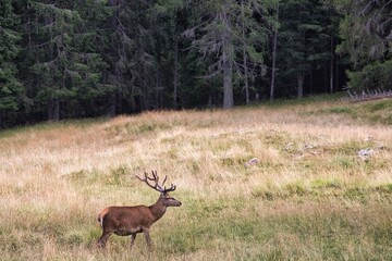 Cervo maschio a paneveggio in trentino nel bosco