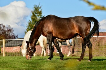 Fototapeta na wymiar Horses in the field on a farm in spring, England, UK