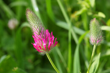 Fototapeta premium Clover or trefoil blossom plant. Trifolium. Red or purple clover. Flowering plant with natural grass in the blur background. Wildflowers in nature. Macro