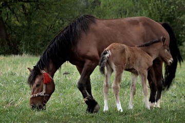 A family of horses, a little foal with his mother, a mare grazing on a forest glade on a sunny day