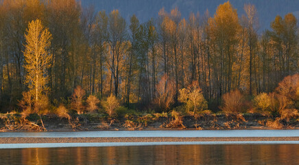 Spring Trees on the River
