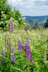 Landscape with blooming blue-pod lupine flowers, summer wildflowers meadow