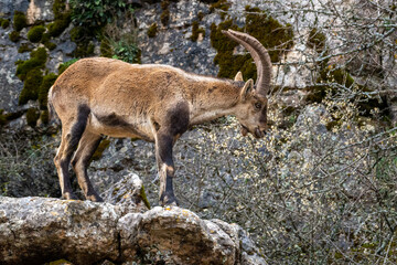Capra pyrenaica