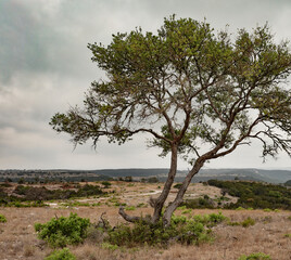 Texas hill country landscape