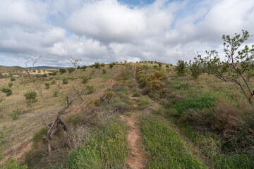 cultivation of carob and almond trees in the south of Spain
