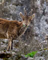Capra pyrenaica