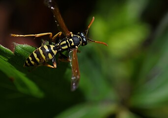 wasp sits on a green leaf on a green background