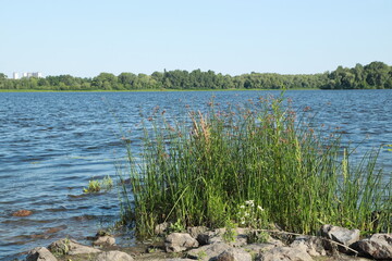 Fototapeta na wymiar Green reeds at the river in summer