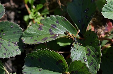 a wasp sits on a diseased strawberry leaf close-up brown brown spots on a green leaf. Gardening. Garden Pest Control