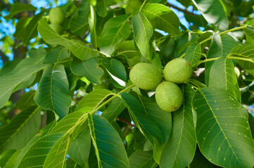 Fototapeta premium Ripening nuts on a tree, close-up shot