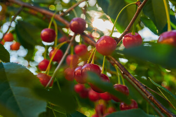Ripe red cherries on a tree in the garden, seasonal harvest