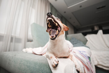 Jack russell terrier dog with broadly open mouth with sharp teeth rows. Animal dentition and...