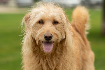 Labradoodle portait close up with tongue out