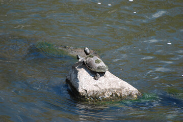 The pond slider (Trachemys scripta) is a species of common, medium-sized, semiaquatic turtle. These are in Channahon State Park in Northern Illinois, USA.