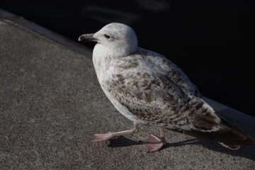 Seagull walking in the street