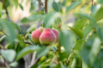 Fresh pears on the branch, sunny garden, closeup. Organic pears in the garden