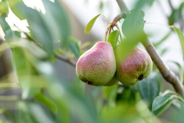 Fresh pears on the branch, sunny garden, closeup. Organic pears in the garden