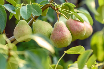 Fresh pears on the branch, sunny garden, closeup. Organic pears in the garden