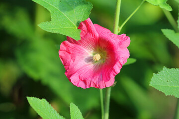 pink mallow in july