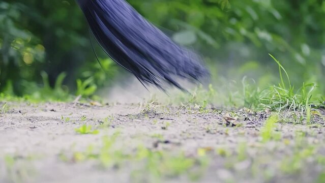 Garden chores. Footage of a broom sweeping the ground in the garden broom