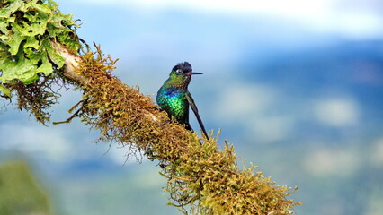 Fiery-throated hummingbird (Panterpe insignis) perched on a moss covered branch with its wings...