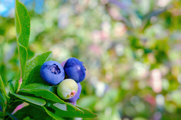 Blueberry. Large berries on a bush close-up. Bright and saturated colors