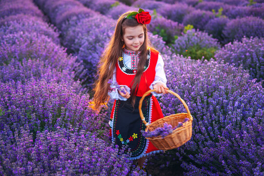 Bulgarian woman in traditional folklore costume picking lavender in basket during sunset. Young girl in a field.